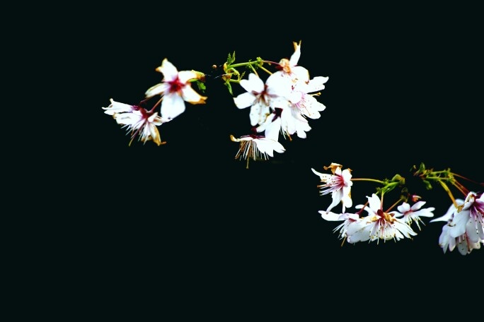 Cherry Blossom Hardware Manufacturer