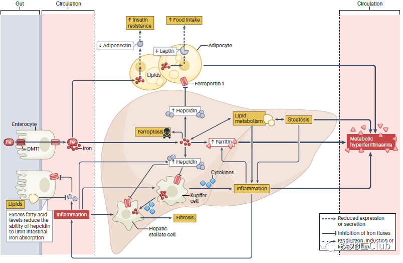 Metabolic dysfunction-associated steatotic liver disease and the risk of mortality in individuals with type 2 diabetes: a systematic review and meta-analysis