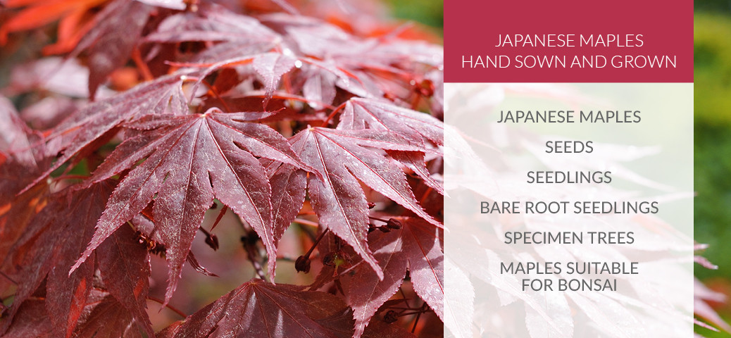 Title: The Red maple Hardware Store: A Treasure Trove of Quality Products and Exceptional Customer Service