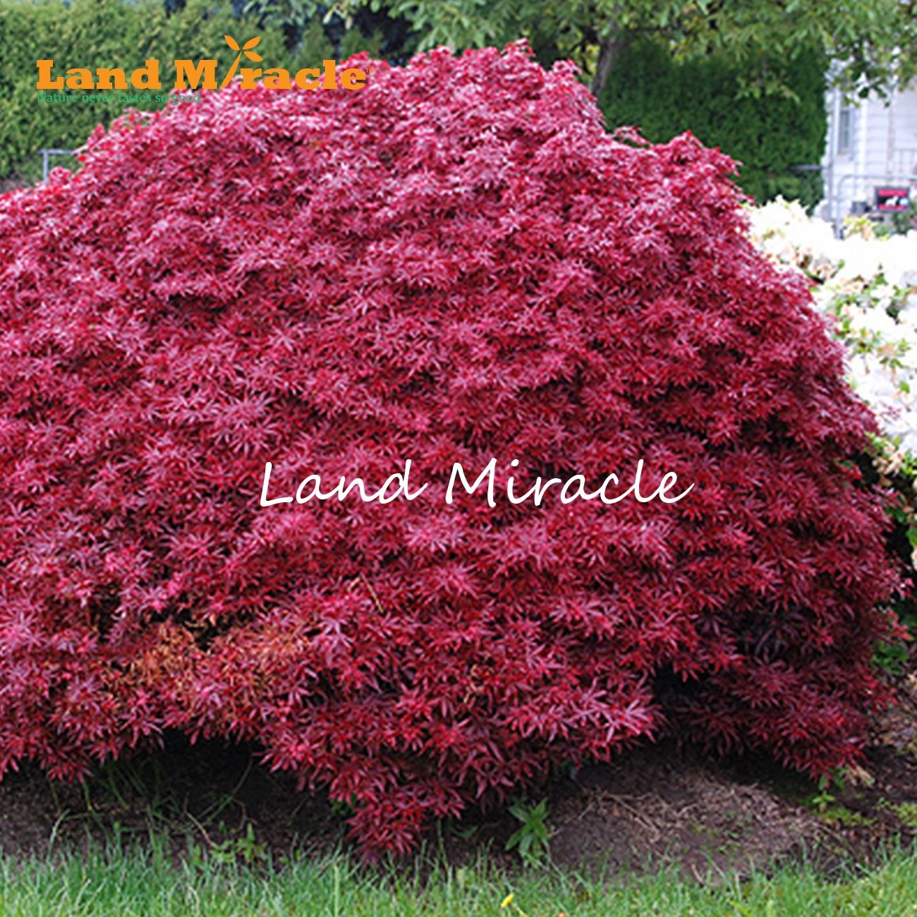 Title: The Red maple Hardware Store: A Treasure Trove of Quality Products and Exceptional Customer Service