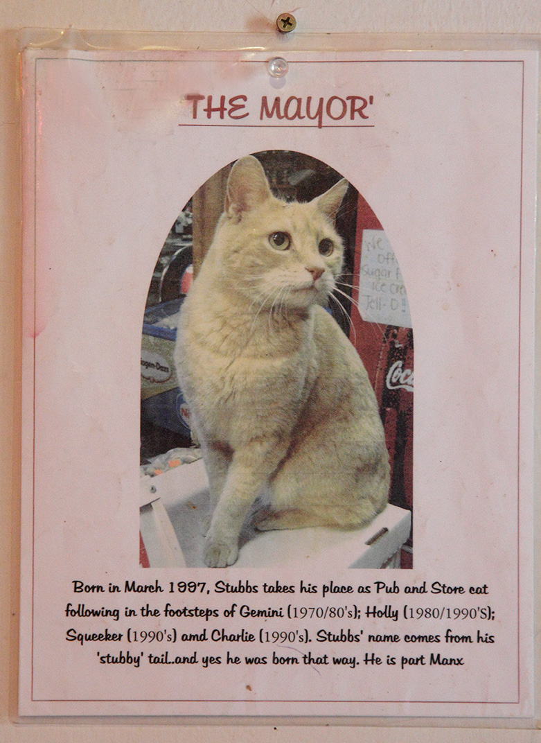 The Mysterious Allure of Hardware Cat Brother