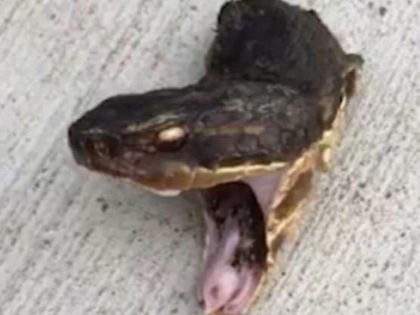 Snake Mouth: Large Hardware Store Transfer