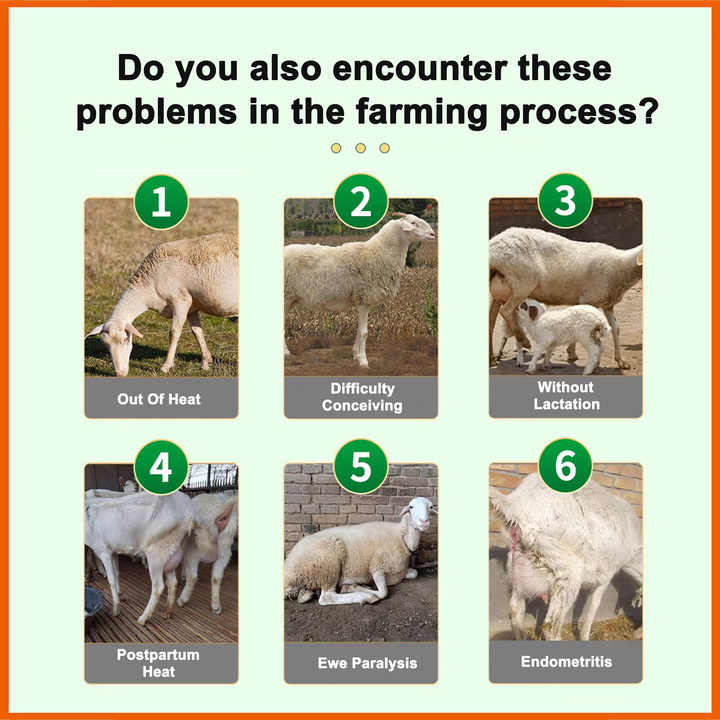 Exploring the World of Small Sheep Hardware Wholesale - A Journey into the Supply Chain