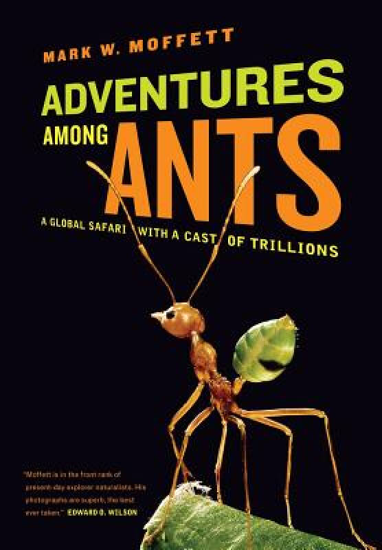 The Golden Ant Treasure Shop